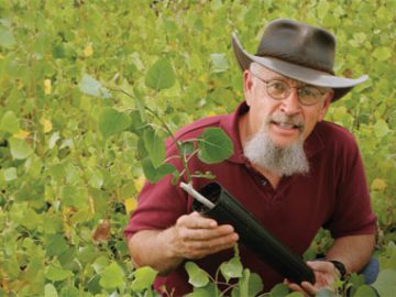 Tom Whitham with cottonwood cutting